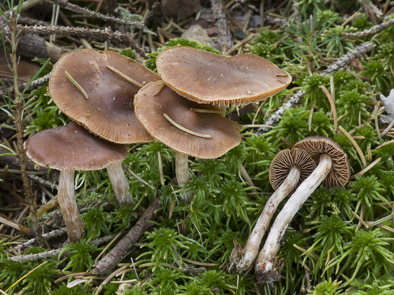 Cortinarius albovariegatus